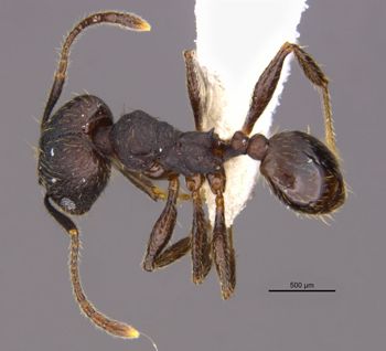 Media type: image;   Entomology 36169 Aspect: habitus dorsal view